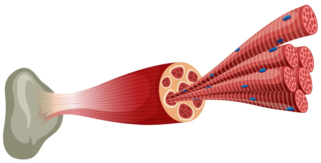 Common Causes of Muscle Knots