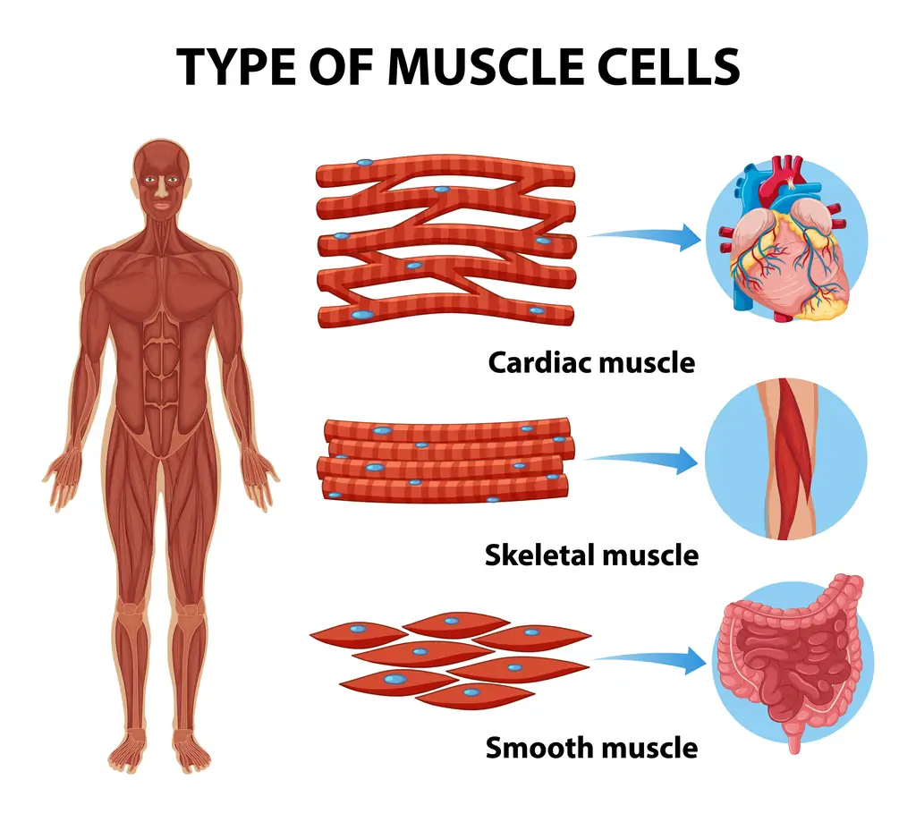 How to Treat Muscle Knots