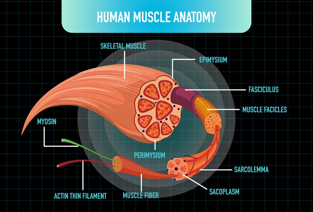 How Are Muscle Knots Diagnosed?